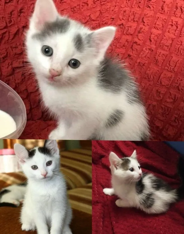 Отдаю котят в добрые руки