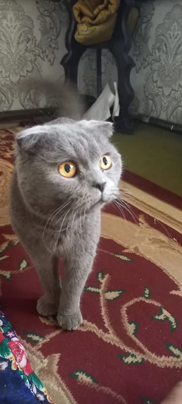 Scottish Fold shoklandiya qiyshiq quloq mushugi — фото 4