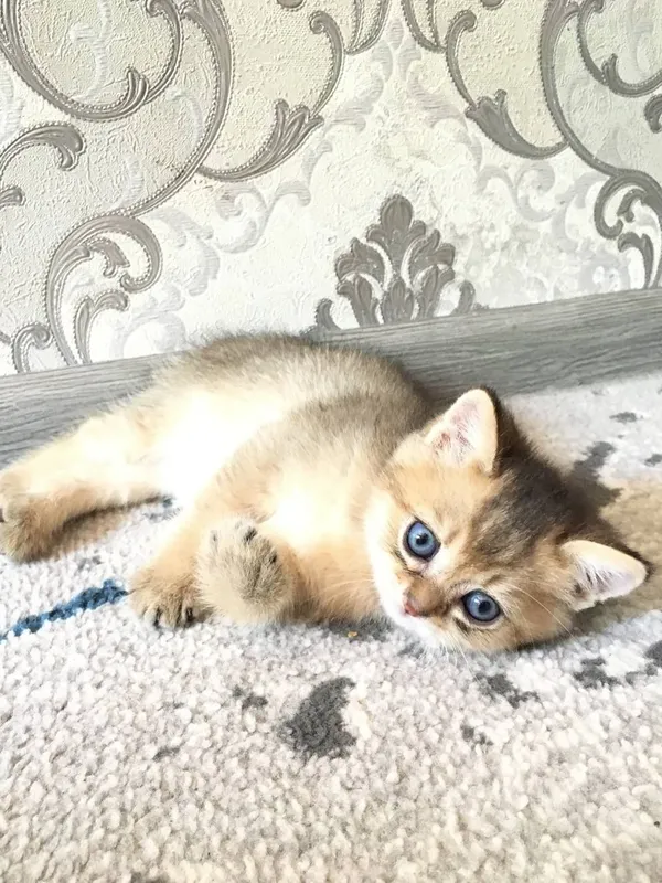 Продаётся котёнок — фото 1