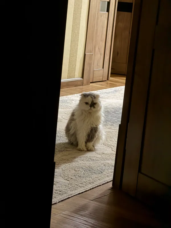 Персидская кошка 1