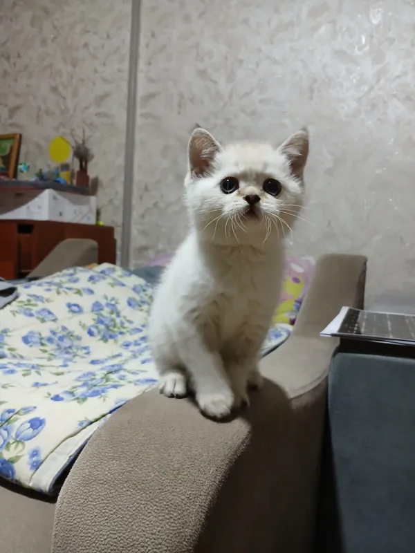продаю котят шиншил