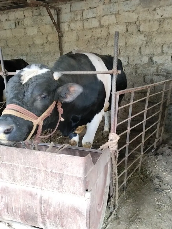 Qurbonlikka buqalar sotiladi