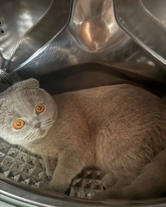 Срочно продаётся кошка породы скоттиш-фолд 2 Срочно продаётся кошка породы скоттиш-фолд 2