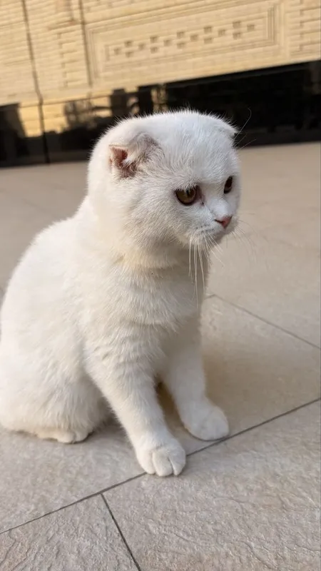 Шотланская вислоухая кошка 2 Шотланская вислоухая кошка 2