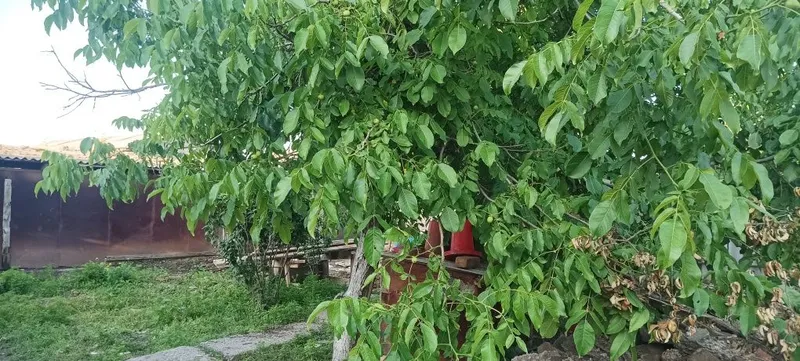 Уй сотилади 2 хона 3 соток Юкори Чирчик р-н (Ахмад Яссавий) — фото 4