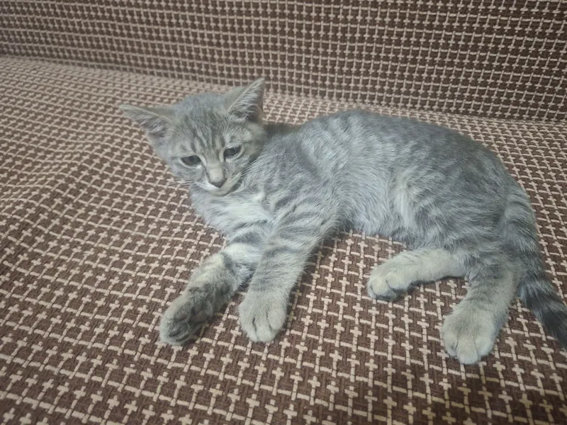 Домашние котята в заботливые,ласковые руки. 1 Домашние котята в заботливые,ласковые руки. 1