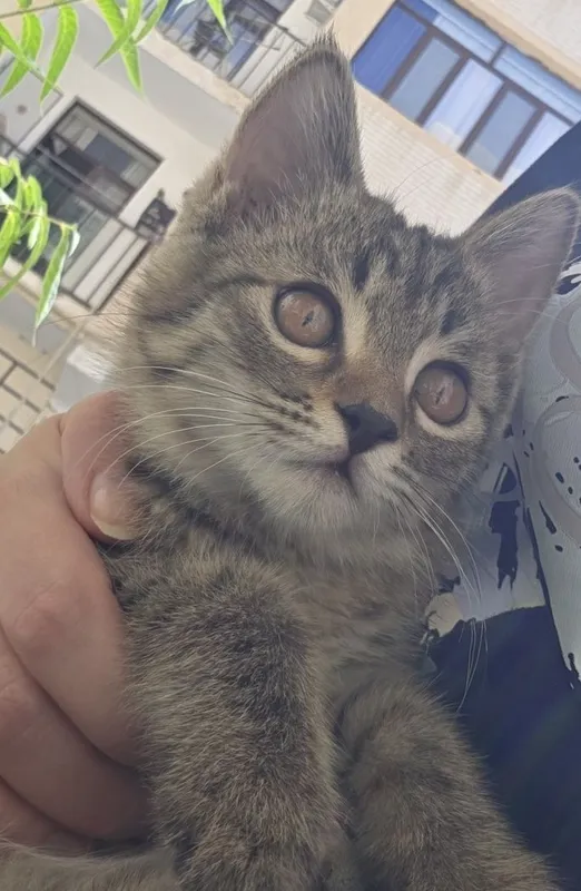 Отдам котенка в добрые руки, в любяшую семью.