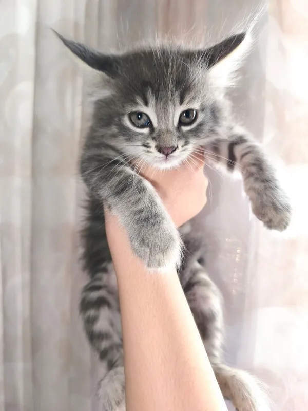 Котёнок