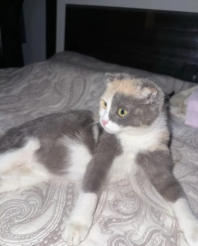 Shotlandiya bukik quloqli mushugi (Scottish Fold) 4 Shotlandiya bukik quloqli mushugi (Scottish Fold) 4