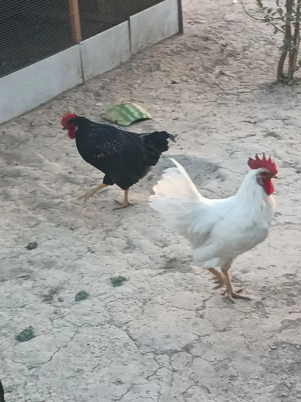Xorozlar sotiladi domashniy zo'r boqilgan 5oylik 3 Xorozlar sotiladi domashniy zo'r boqilgan 5oylik 3