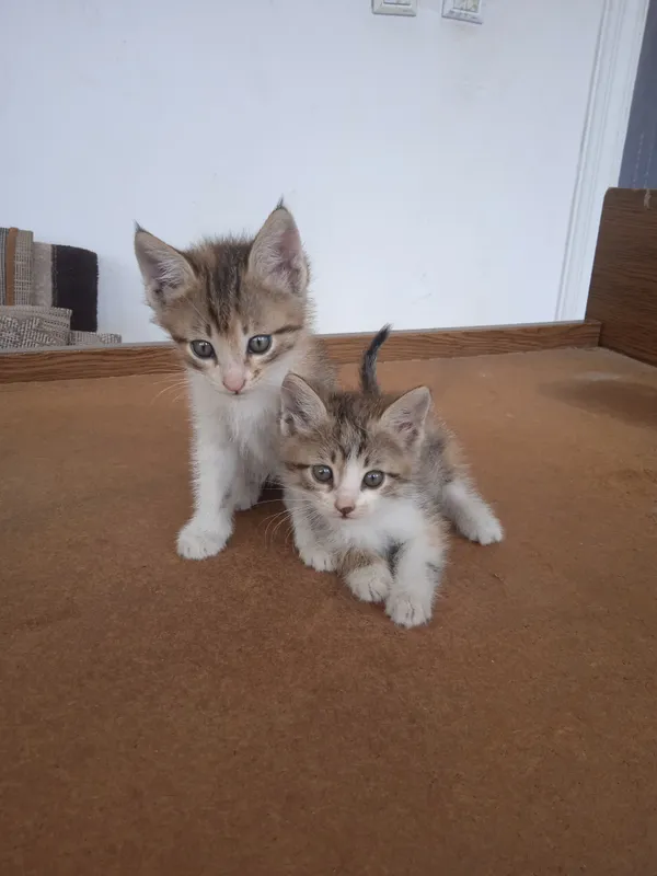 Mushuklar sotiladi