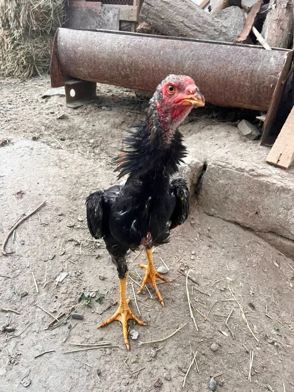 Даканг жажа хуроз сотилади
