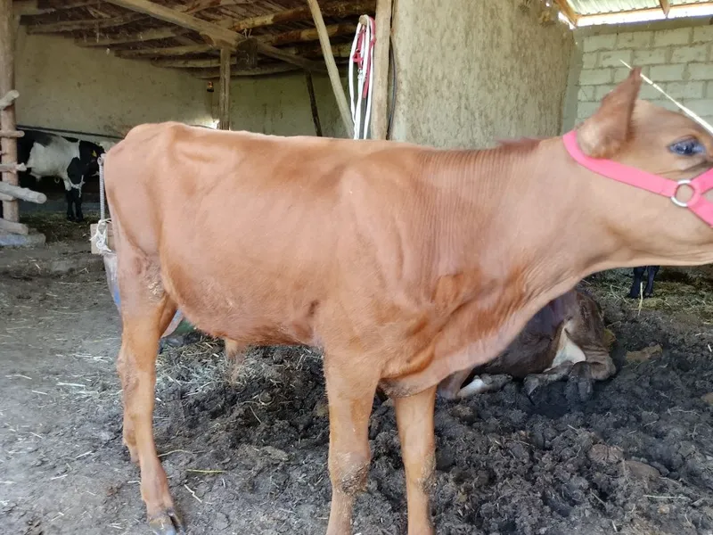 Zotdor limuzin mol sotiladi. Narxi yana kelishiladi 1 Zotdor limuzin mol sotiladi. Narxi yana kelishiladi 1
