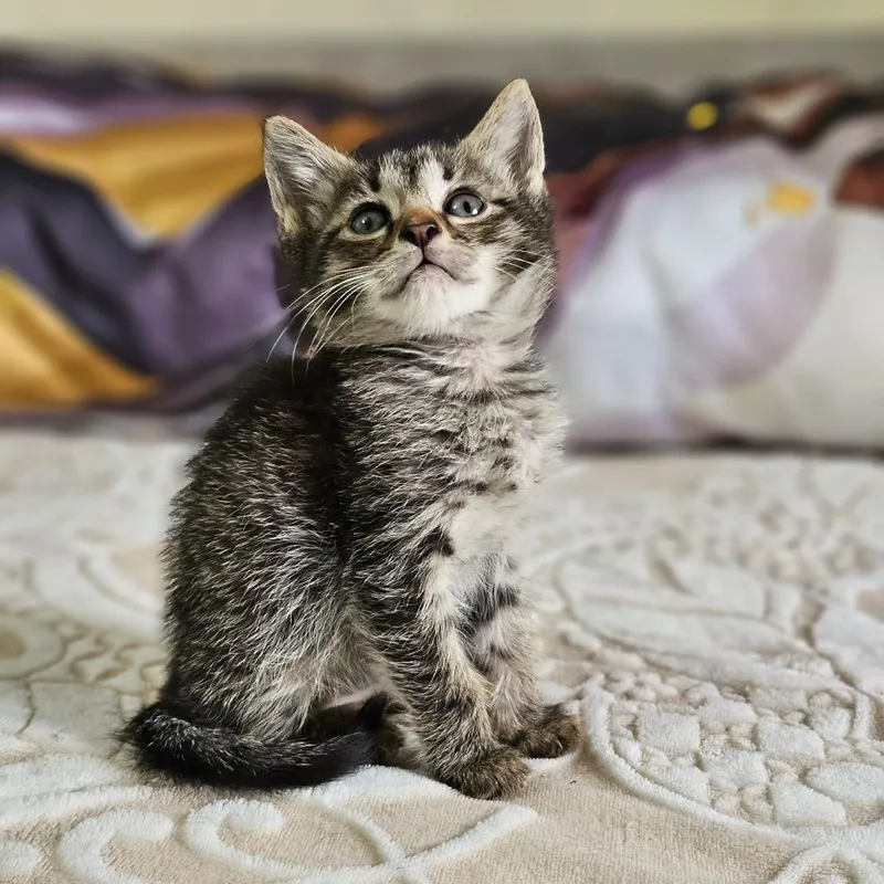 Котята в поисках дома , Ташкент !!! — фото 4