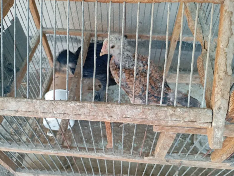 100foiz hammasi soglom kelishtrb beriladi lekn kop emas — фото 3