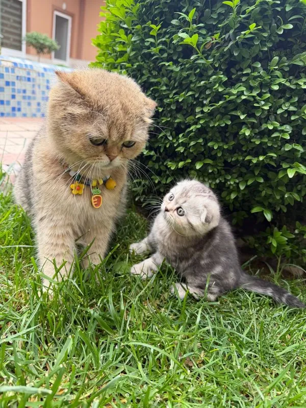 Skotish fold mushukchalari скотиш фолд шиншила — фото 5