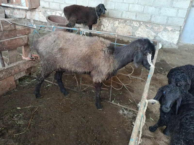 Uyda yaxshi boqilgan qo‘ylar arzon narxlarda sotiladi.Yana kelishiladi — фото 6
