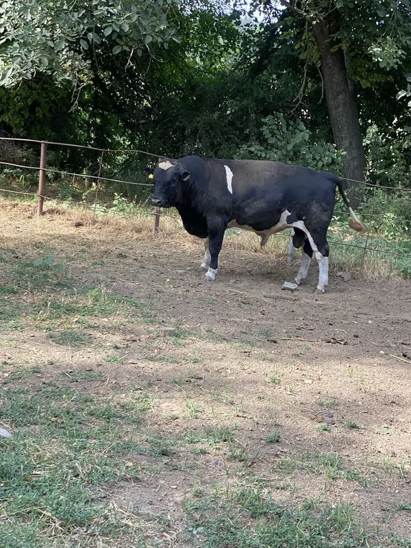 Buqa 600 kg atrofida toroziga berladi 75000