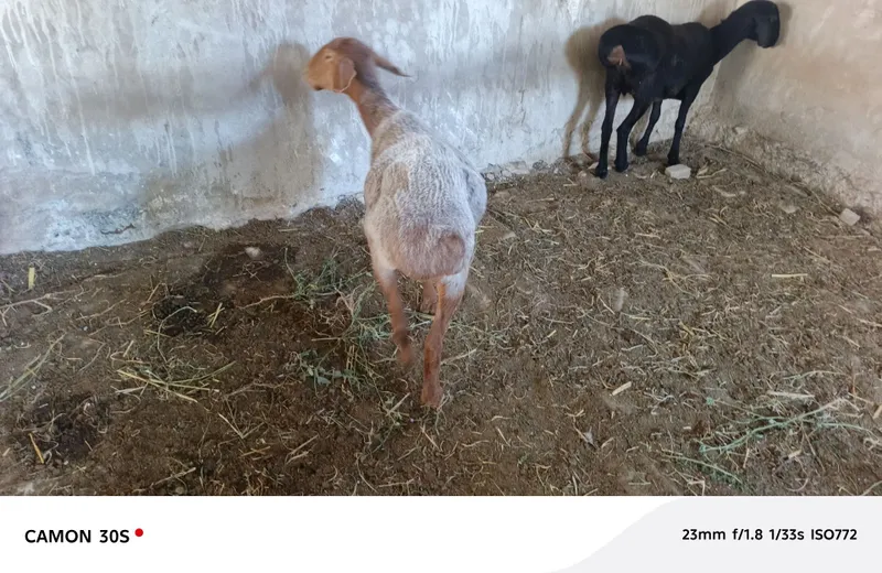 Бугоз куй 2 та. 2-3 тугар 5
