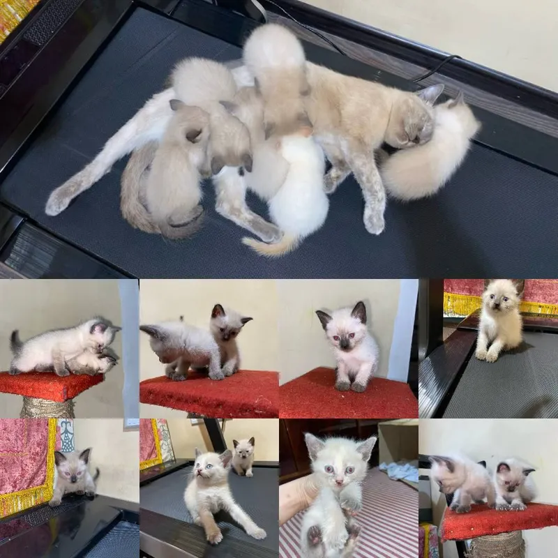 Продаю сьямских котят!!