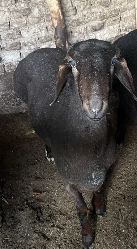 Qoy sotiladi.