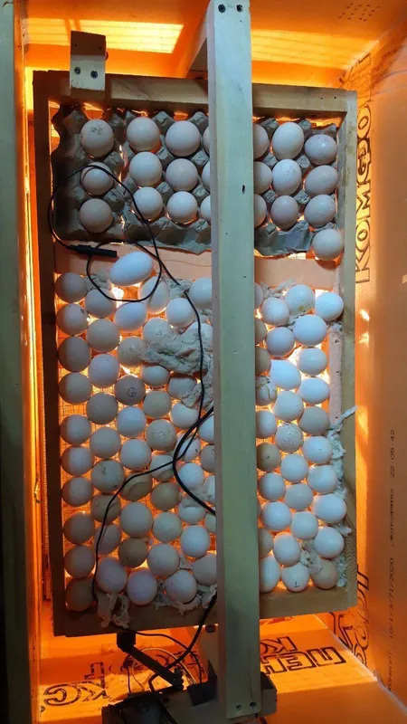 inkubator
