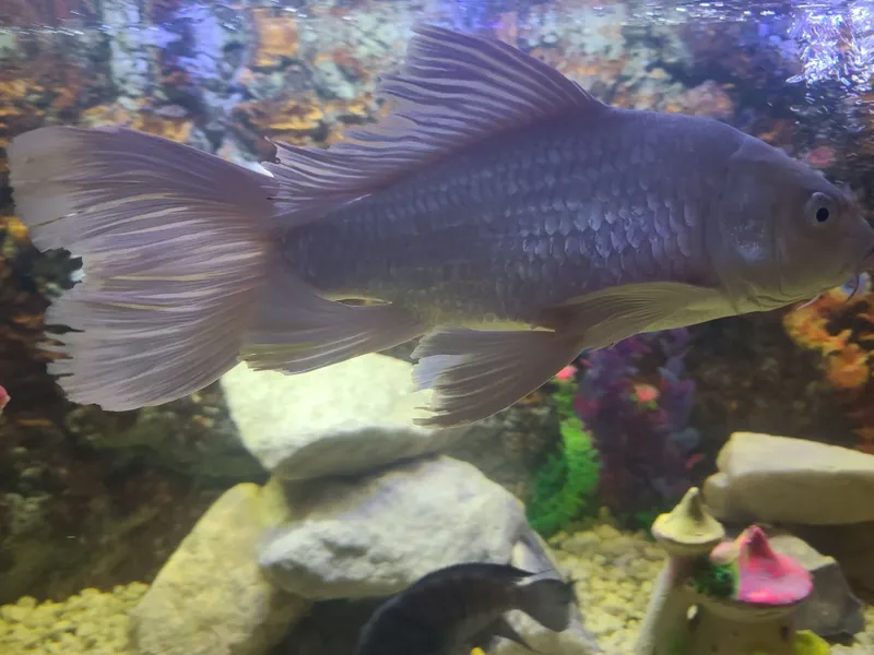 Akvarium baliqlari har xil turdagi. O‘lchamlari katta.