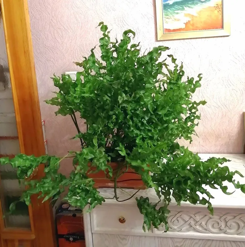 Папоротник Микросорум сколопендровый (Microsorum Scolopendrium) Gre