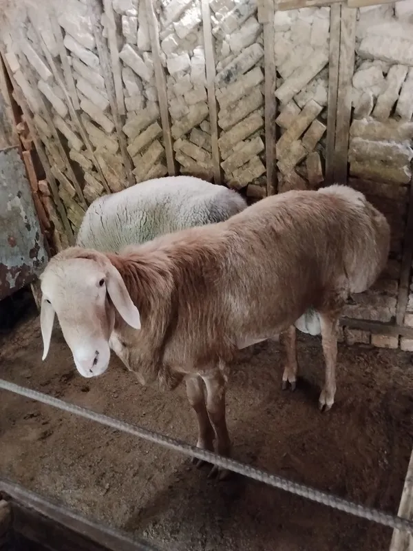 Qochqorla sotiladi qòyga qòshishga 1 Qochqorla sotiladi qòyga qòshishga 1