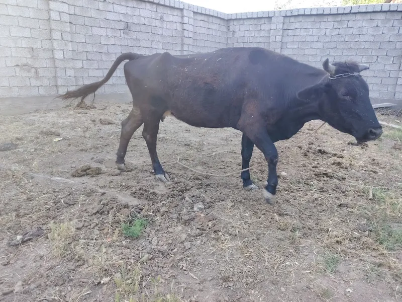 Bo'g'oz sigir sotiladi