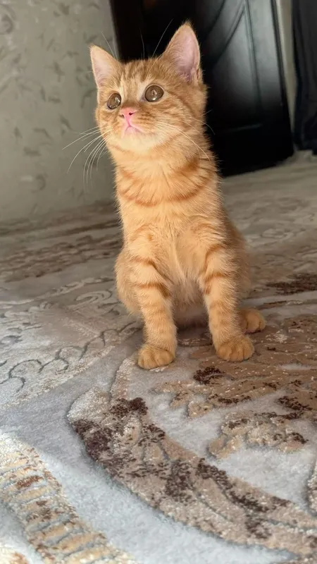 Рыжий котик — фото 1