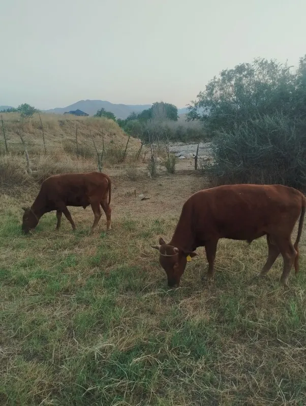 3 ta 2 yoshli hoʻkizlar sotiladi 1 3 ta 2 yoshli hoʻkizlar sotiladi 1