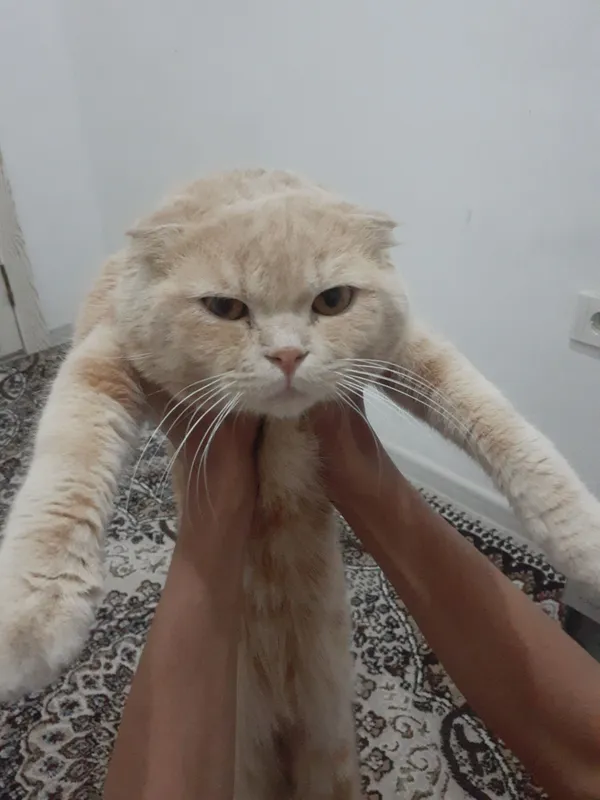 mushuk Sotiladi mushuk Sotiladi
