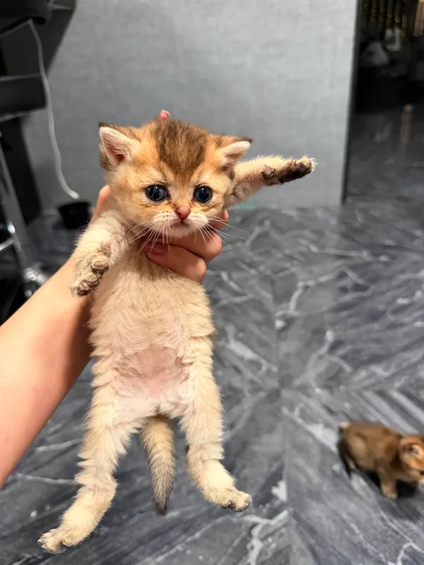 Котята золатая шиншила 3 Котята золатая шиншила 3