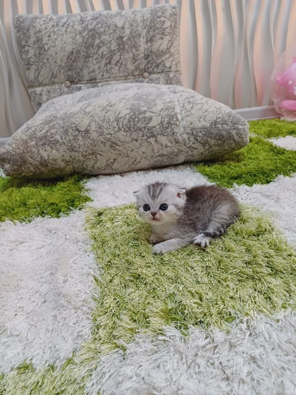 Продаются британские котята — фото 3