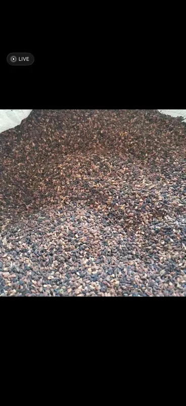 Kunjut sotiladi 500 kilo bor tozlangan narx 17 min