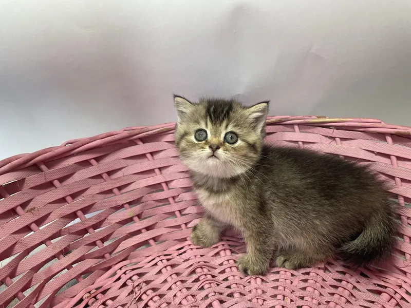Продаются котенок породы скоттиш страйт — фото 5