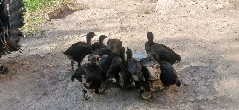 Gigant Qora Shahzoda Tovuqlari, Xo‘rozlari, Tuxumlari va 2 Oylik Jo‘ja — фото 4