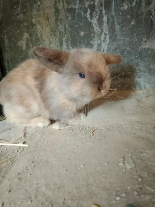 Asalcha. Erkatoy 3
