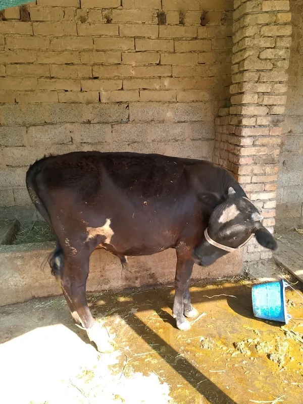 8 oylik buqacha/buzoq 1 8 oylik buqacha/buzoq 1