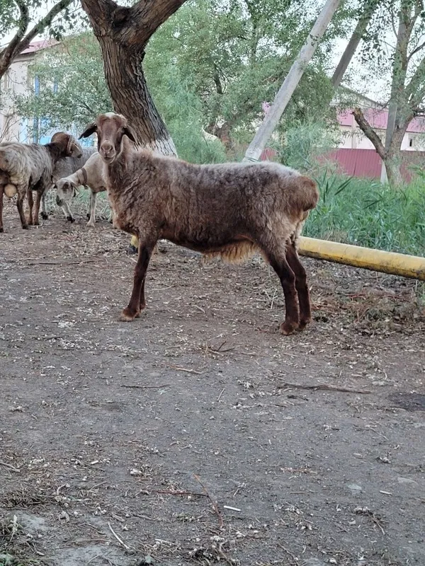 Сойстык семиз койлар