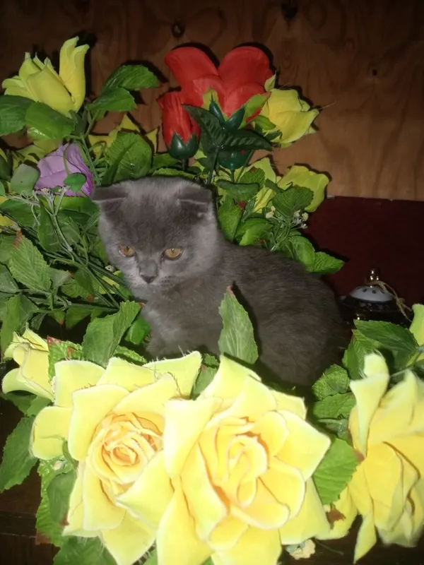 Сотилади скоттиш фолд 2 Сотилади скоттиш фолд 2