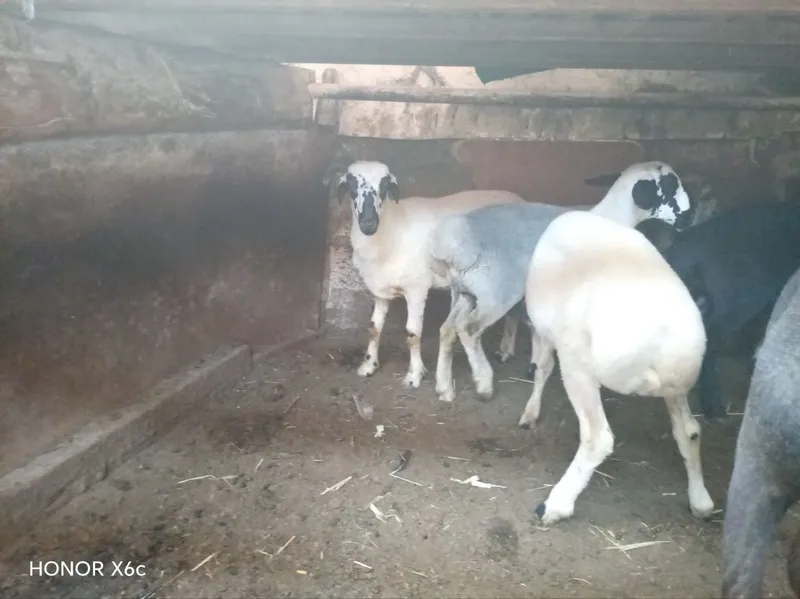 Tagalar sotiladi 6 Tagalar sotiladi 6