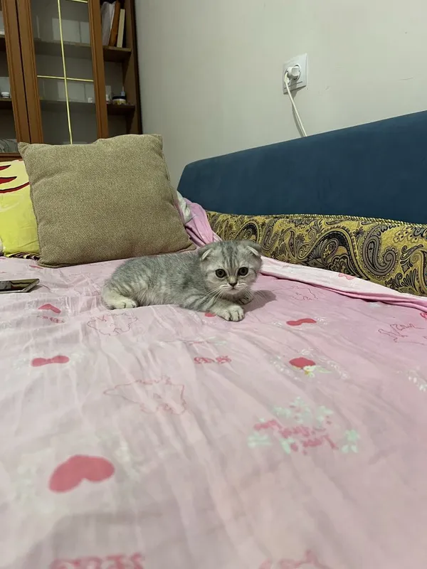 Скоттиш фолд 2та боласи 3 Скоттиш фолд 2та боласи 3