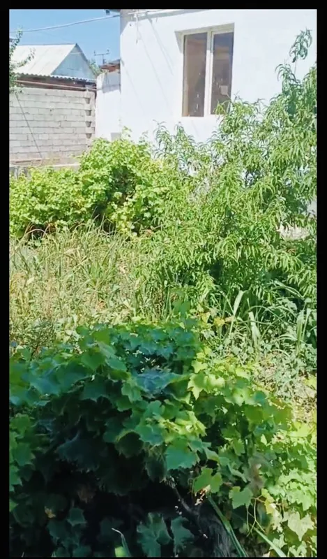 Участка, ховли почти 5 сотик