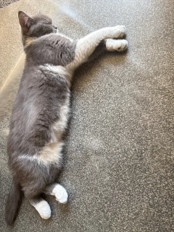 Кошка