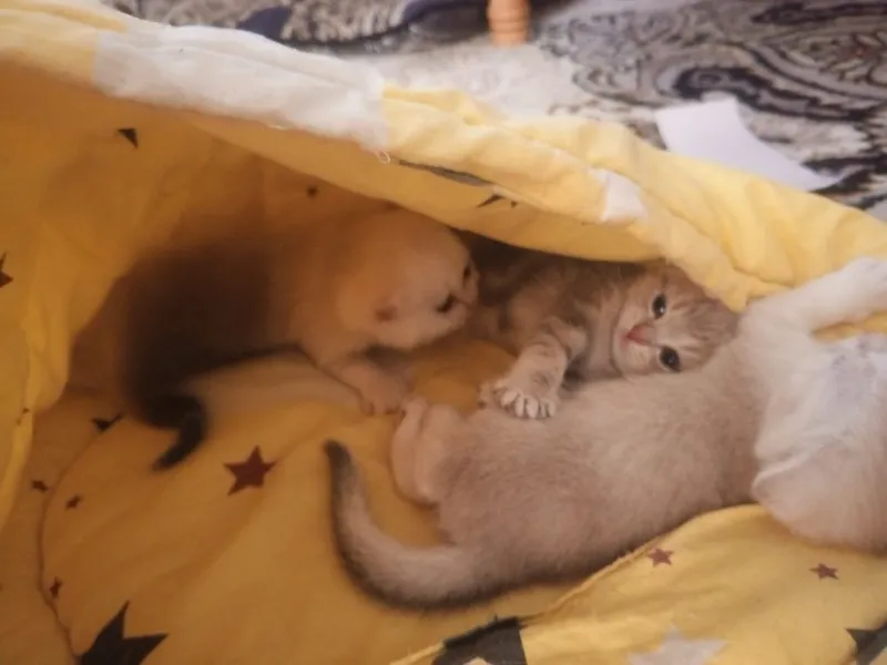 Шотландские котята 4