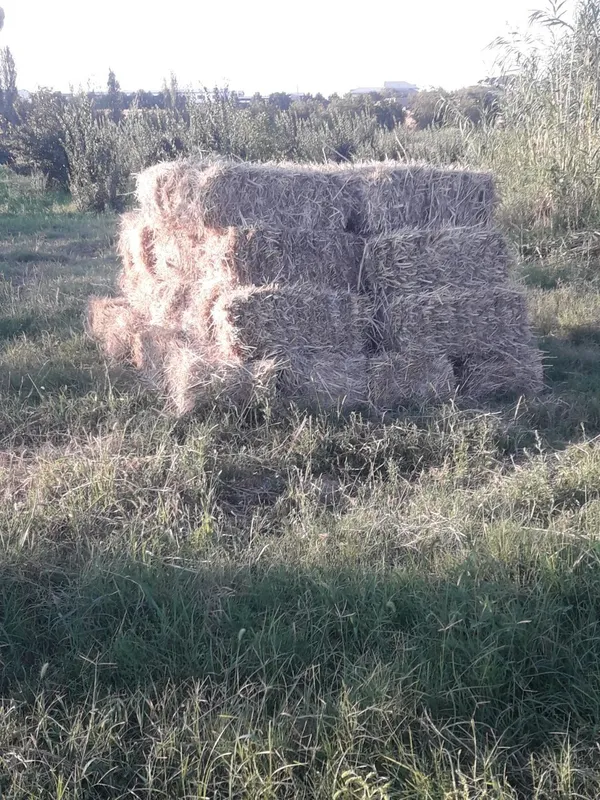 Прес хашак , огир прес к,илинган . Барака топасила . 2 Прес хашак , огир прес к,илинган . Барака топасила . 2