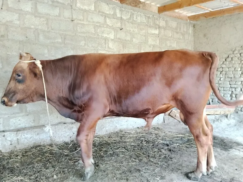Buqa sotiladi juda yaxshi boqilgan — фото 1