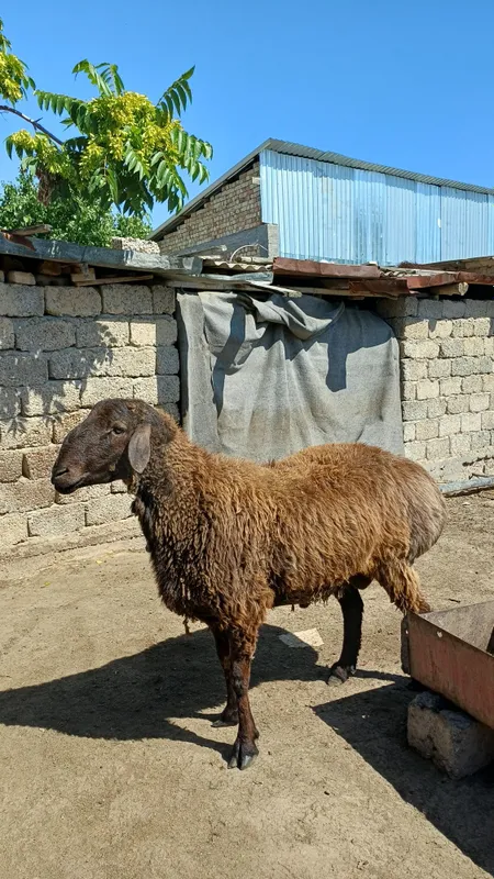 Кучкор сотилад 100 клограмгача опши весдаги кучкорлар бор — фото 6